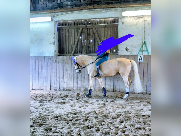 Poni alemán Caballo castrado 5 años 147 cm Palomino in Werder