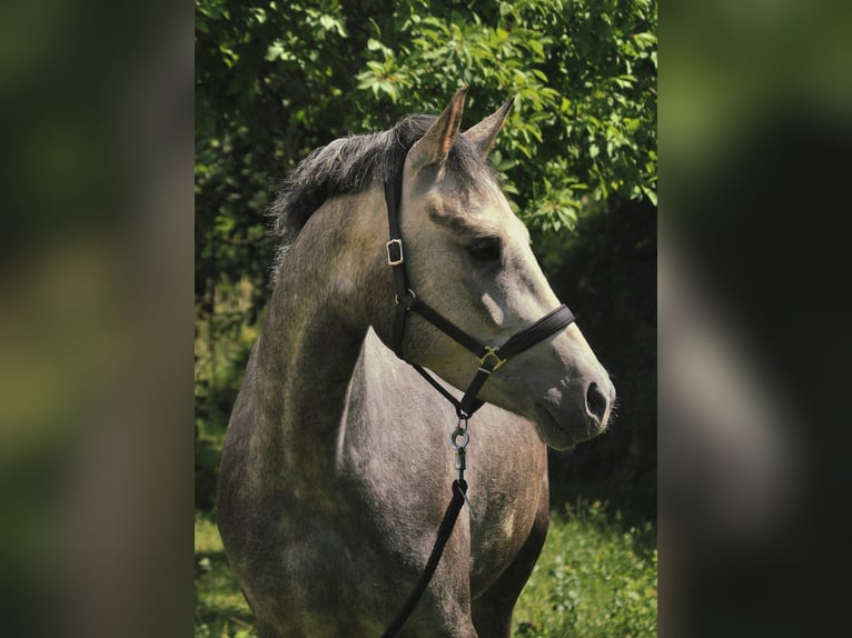 Poni alemán Caballo castrado 5 años 147 cm Tordo in Eckersdorf