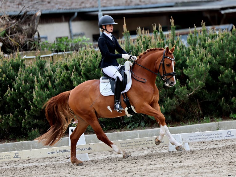 Poni alemán Caballo castrado 5 años 148 cm Alazán in Nauen