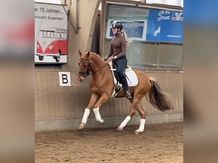 Poni alemán Caballo castrado 5 años 148 cm Alazán in Bohmstedt