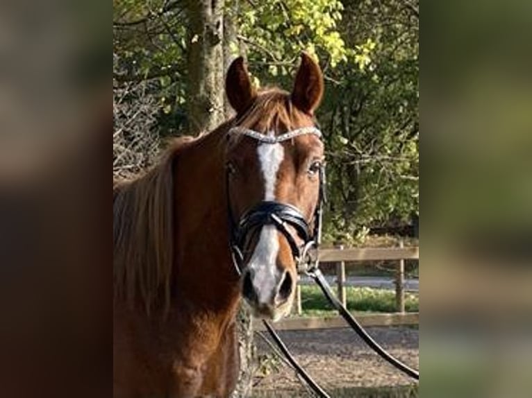 Poni alemán Caballo castrado 5 años 148 cm Alazán-tostado in Stöckse