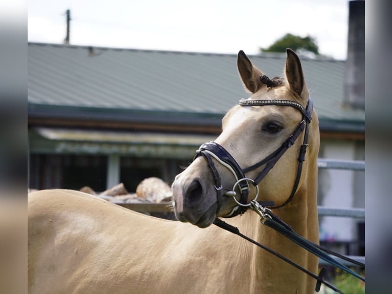 Poni alemán Caballo castrado 5 años 148 cm Buckskin/Bayo in Treuenbrietzen