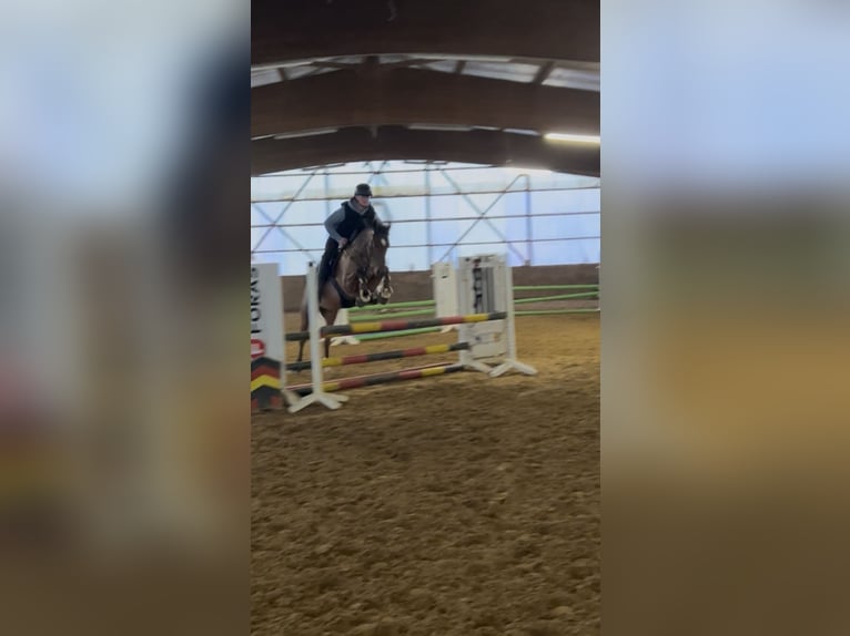 Poni alemán Caballo castrado 5 años 148 cm Castaño in Oerel