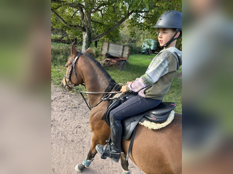 Poni alemán Caballo castrado 5 años 148 cm Castaño in Lustadt