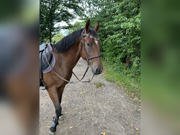 Poni alemán Caballo castrado 5 años 148 cm Castaño in Lustadt