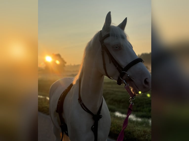 Poni alemán Caballo castrado 5 años 148 cm Cremello in Iffezheim