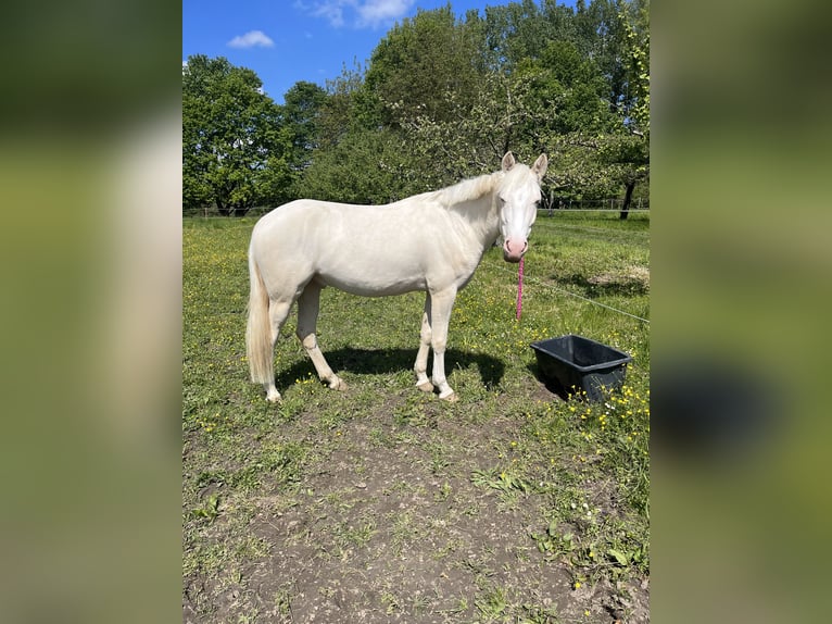 Poni alemán Caballo castrado 5 años 148 cm Cremello in Iffezheim