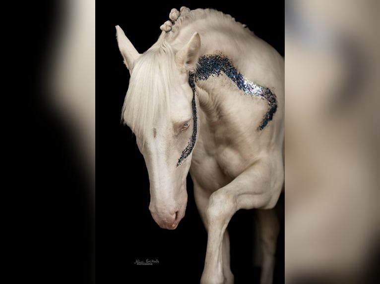 Poni alemán Caballo castrado 5 años 148 cm Cremello in Iffezheim