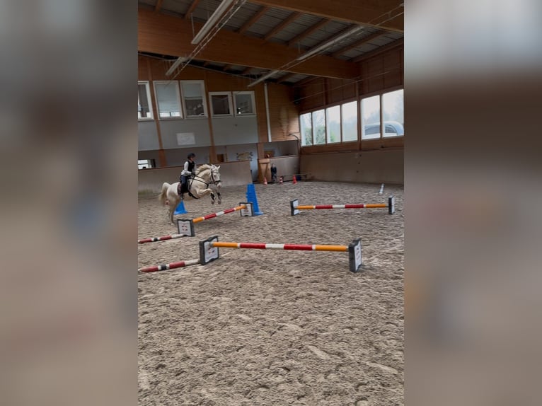 Poni alemán Caballo castrado 5 años 148 cm Cremello in Iffezheim