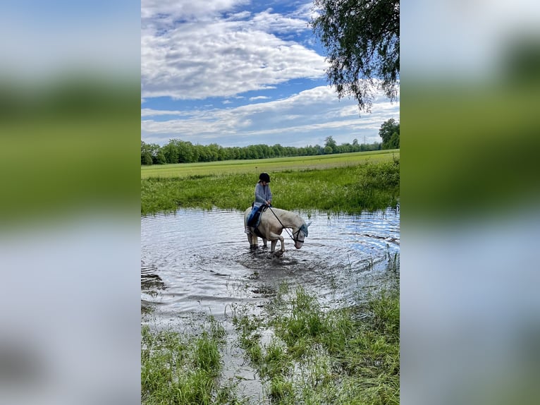 Poni alemán Caballo castrado 5 años 148 cm Cremello in Iffezheim