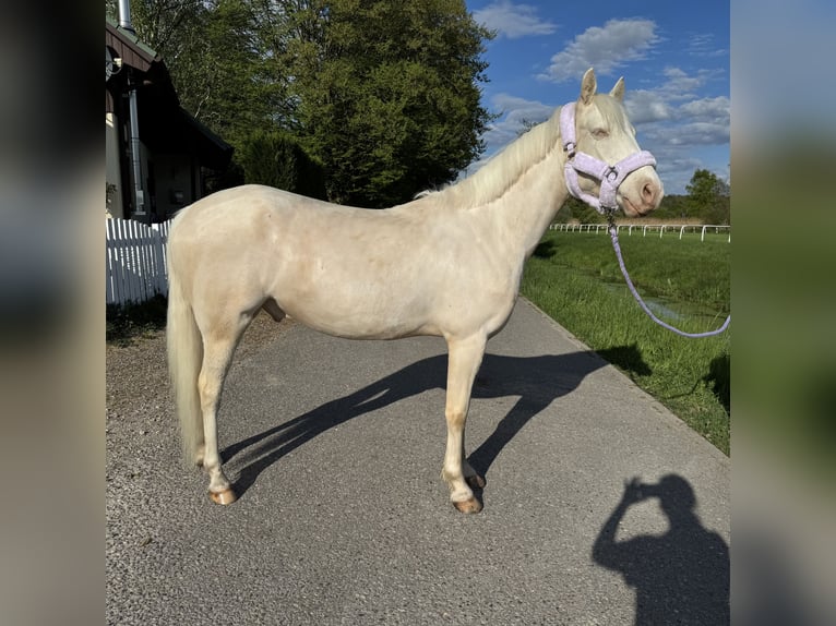 Poni alemán Caballo castrado 5 años 148 cm Cremello in Iffezheim