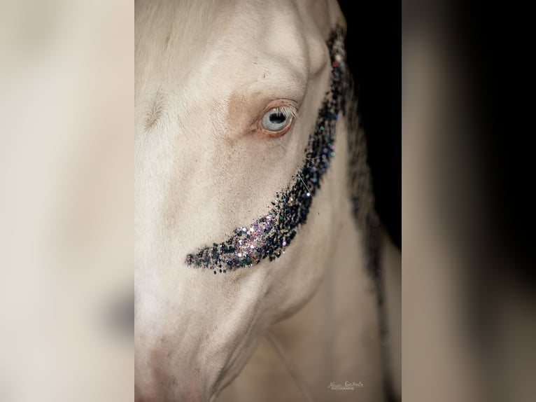 Poni alemán Caballo castrado 5 años 148 cm Cremello in Iffezheim