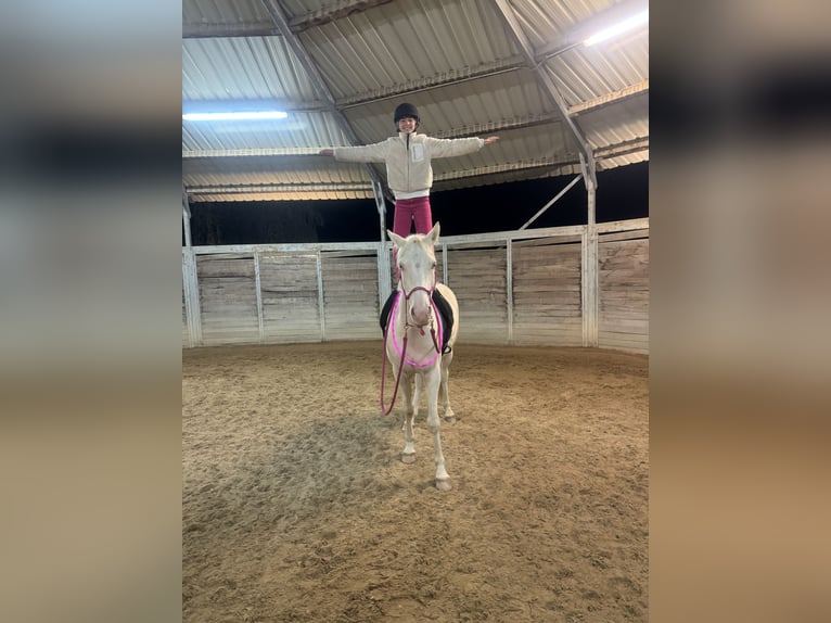 Poni alemán Caballo castrado 5 años 148 cm Cremello in Iffezheim