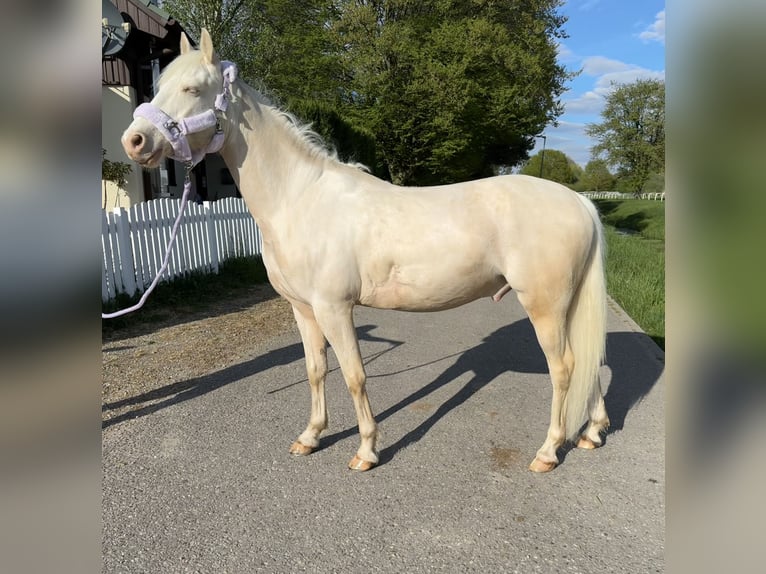 Poni alemán Caballo castrado 5 años 148 cm Cremello in Iffezheim