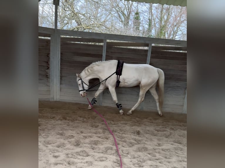 Poni alemán Caballo castrado 5 años 148 cm Cremello in Iffezheim