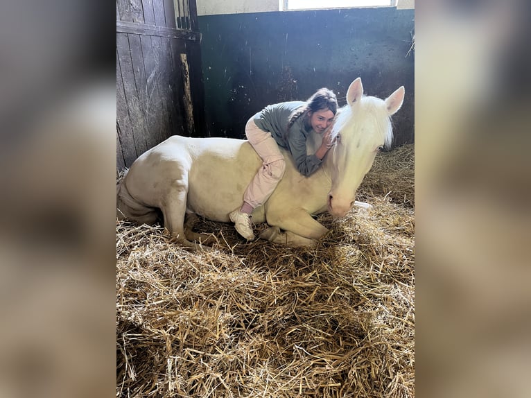 Poni alemán Caballo castrado 5 años 148 cm Cremello in Iffezheim