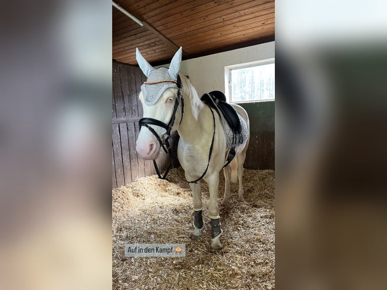 Poni alemán Caballo castrado 5 años 148 cm Cremello in Iffezheim