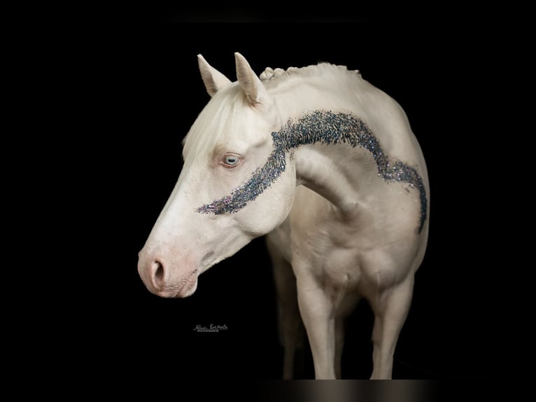 Poni alemán Caballo castrado 5 años 148 cm Cremello in Iffezheim