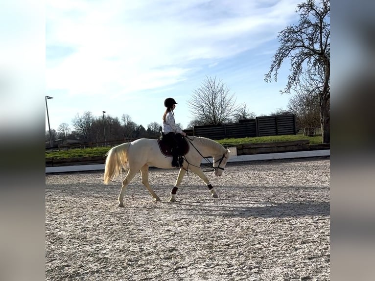Poni alemán Caballo castrado 5 años 148 cm Cremello in Iffezheim