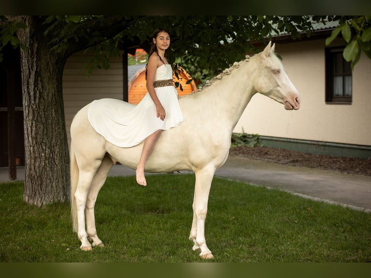 Poni alemán Caballo castrado 5 años 148 cm Cremello in Iffezheim