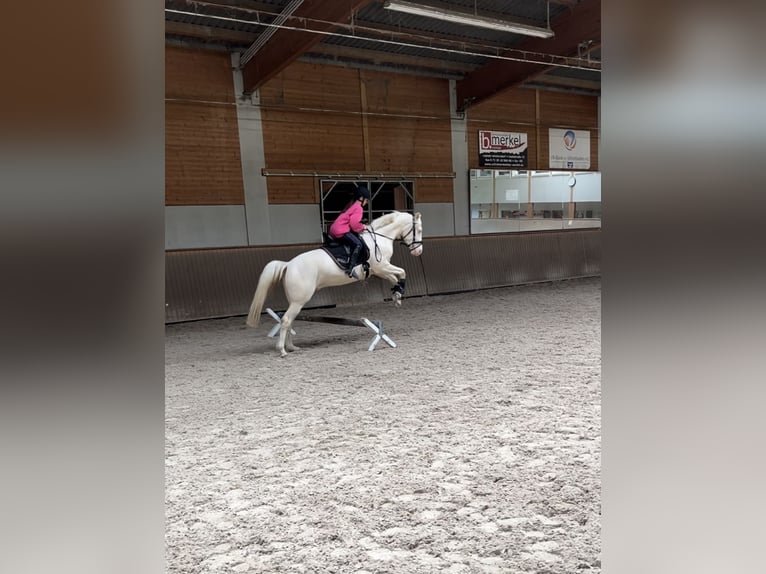 Poni alemán Caballo castrado 5 años 148 cm Cremello in Iffezheim