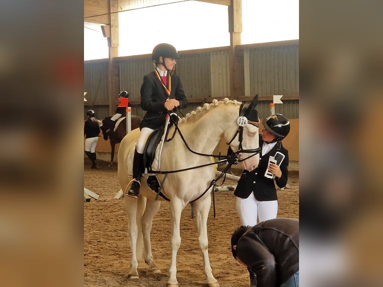 Poni alemán Caballo castrado 5 años 148 cm Cremello in Iffezheim