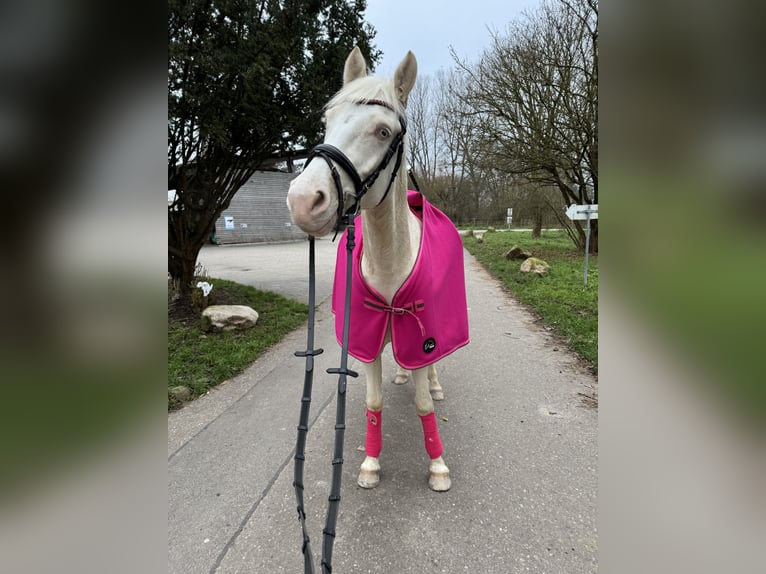 Poni alemán Caballo castrado 5 años 148 cm Cremello in Iffezheim