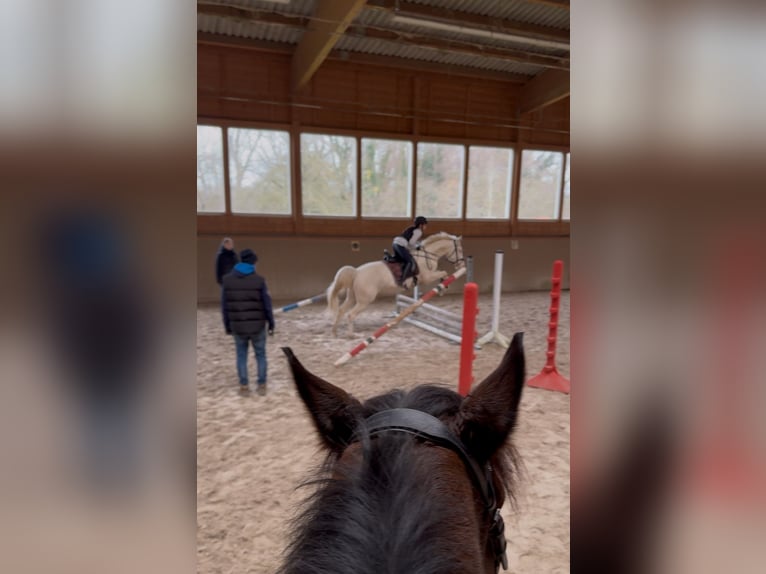 Poni alemán Caballo castrado 5 años 148 cm Cremello in Iffezheim