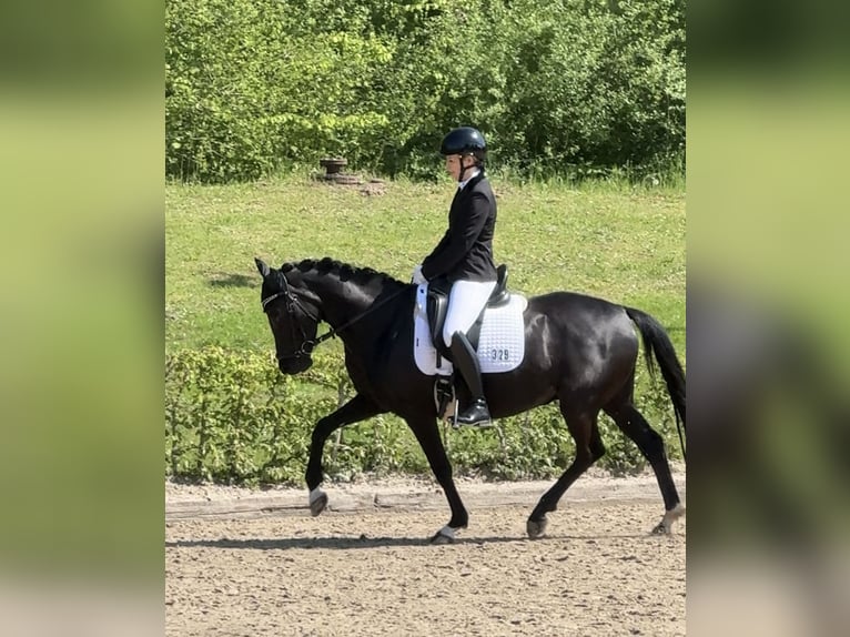 Poni alemán Caballo castrado 5 años 148 cm Negro in Dortmund