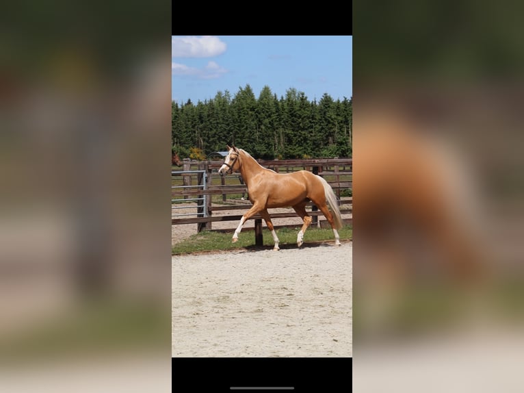 Poni alemán Caballo castrado 5 años 148 cm Palomino in Meppen