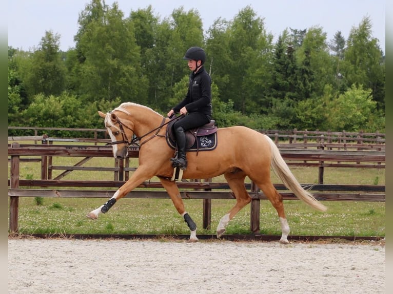 Poni alemán Caballo castrado 5 años 148 cm Palomino in Meppen