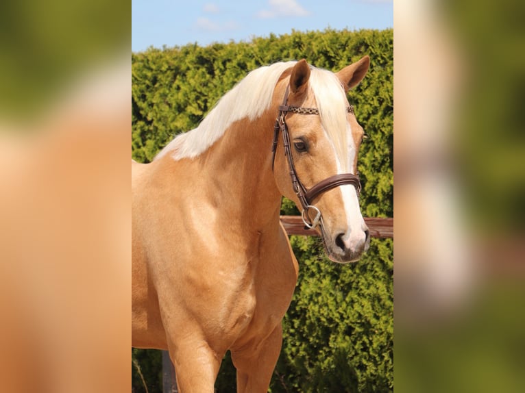 Poni alemán Caballo castrado 5 años 148 cm Palomino in Meppen