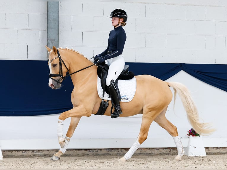 Poni alemán Caballo castrado 5 años 148 cm Palomino in Marsberg