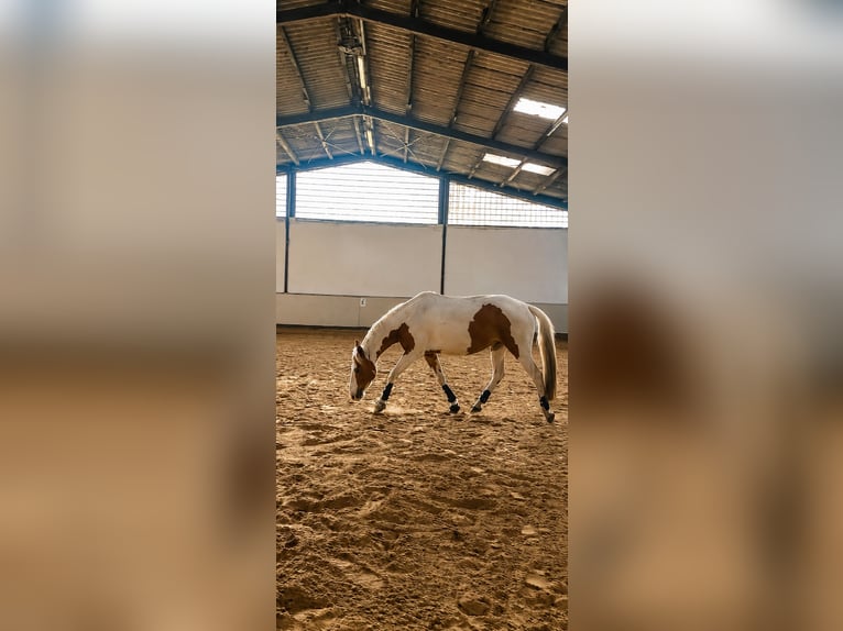 Poni alemán Mestizo Caballo castrado 5 años 148 cm Pío in Oberlangen