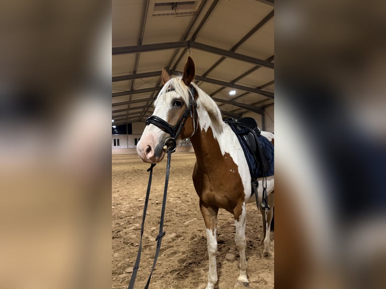 Poni alemán Mestizo Caballo castrado 5 años 148 cm Pío in Oberlangen