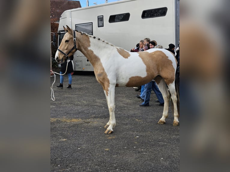 Poni alemán Caballo castrado 5 años 148 cm Pío in Dörth