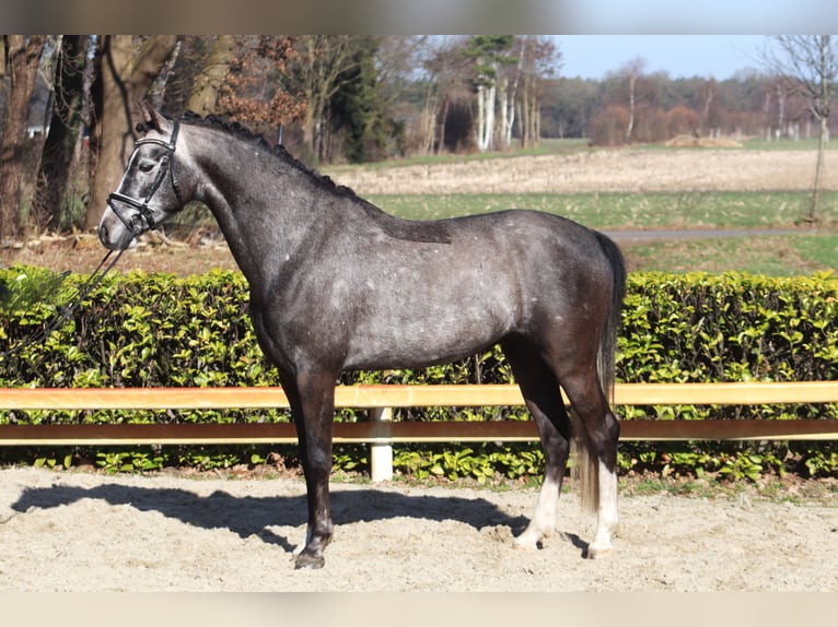 Poni alemán Caballo castrado 5 años 148 cm Tordo in Reeßum