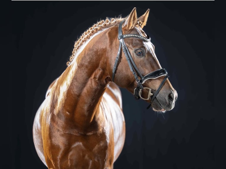 Poni alemán Caballo castrado 5 años 149 cm Alazán-tostado in Ruppichteroth