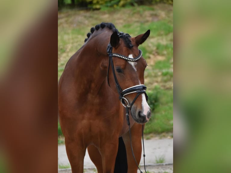 Poni alemán Caballo castrado 5 años 149 cm Castaño claro in Bad Vilbel
