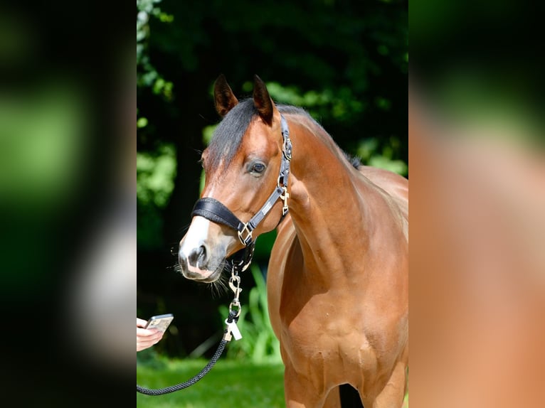 Poni alemán Caballo castrado 5 años 149 cm Castaño claro in Bad Vilbel