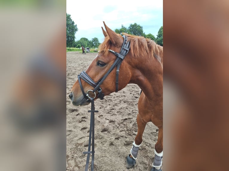 Poni alemán Caballo castrado 5 años 150 cm Alazán in Nübel