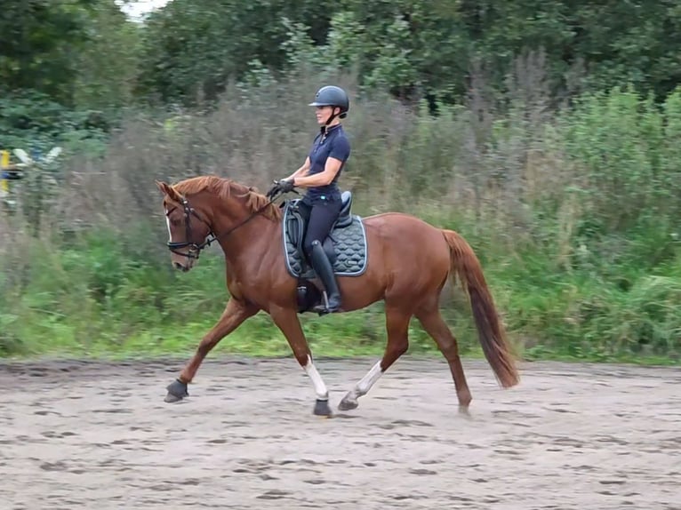 Poni alemán Caballo castrado 5 años 150 cm Alazán in Nübel