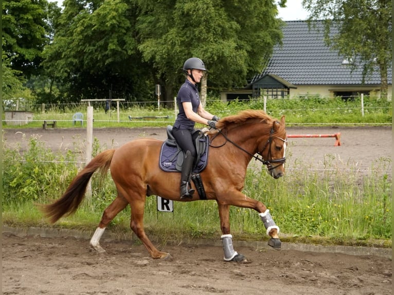 Poni alemán Caballo castrado 5 años 150 cm Alazán in Nübel