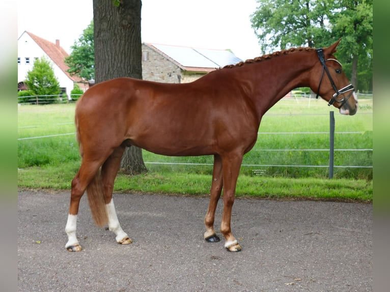 Poni alemán Caballo castrado 5 años 150 cm Alazán in Recke, bei Osnabr&#xFC;ck