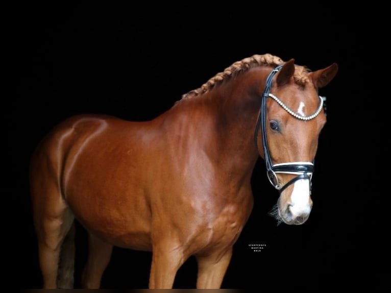 Poni alemán Caballo castrado 5 años 150 cm Alazán in Recke, bei Osnabr&#xFC;ck