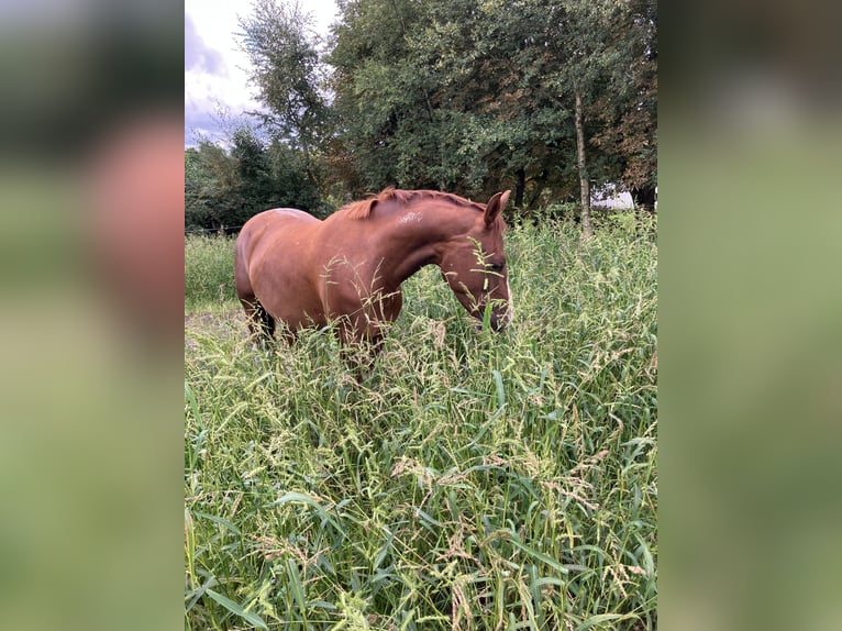Poni alemán Caballo castrado 5 años 151 cm Alazán in Großheide