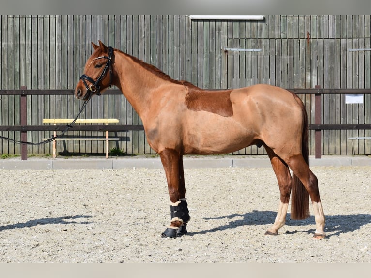 Poni alemán Caballo castrado 5 años 152 cm Alazán in Edewecht