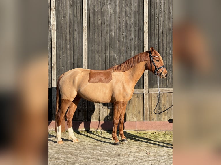 Poni alemán Caballo castrado 5 años 152 cm Alazán in EdewechtFriedrichsfehn