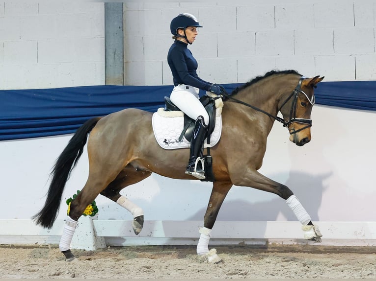 Poni alemán Caballo castrado 5 años 152 cm Castaño in Marsberg
