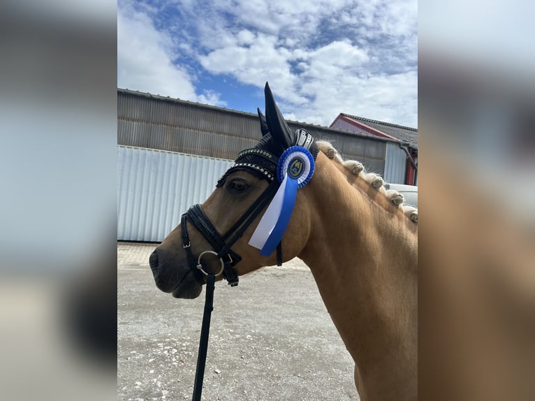 Poni alemán Caballo castrado 5 años 152 cm Palomino in Wangerland Hohenkirchen